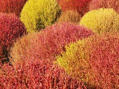 -春花秋色城市公园