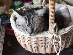 -海边的猫和咖啡馆