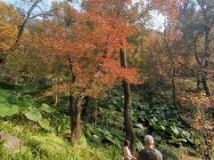 -广州市石门国家森林公园