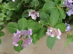 -常州古运河南大街文化旅游区-人民公园