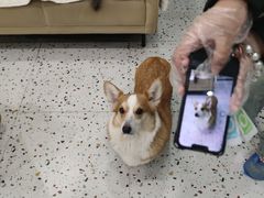 -柚子猫舍·精品猫舍购猫·猫咪认养·购宠·宠物店