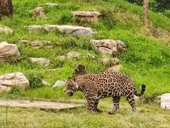 -北京野生动物园