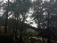 -塔尔寺菩提树