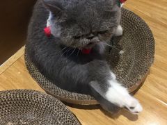 -啵啵喵·猫咖(攀华国际店)