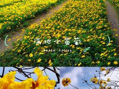 -天适樱花悠乐园