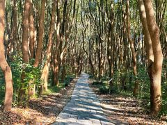 -同里国家湿地公园