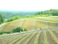 -富田农场