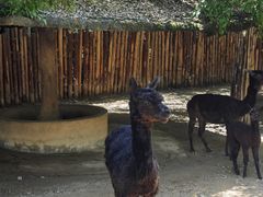 -泉州海丝野生动物世界