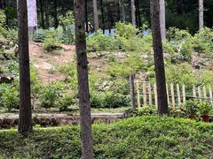 -洛阳白云山景区