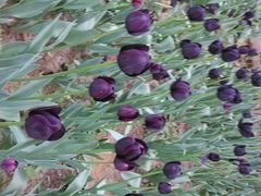 -洛阳郁金香牡丹园