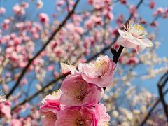 -梅花山(明孝陵内)