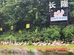 -广州长隆飞鸟乐园