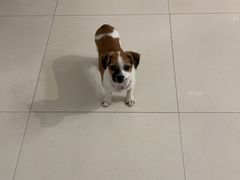 -博特宠物医院24h犬猫全科.骨科·异宠