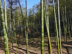 -陶祖圣境风景区