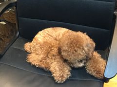 -八公叔叔宠物美容连锁(春申店)