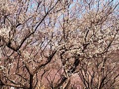 -梅花山(明孝陵内)