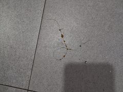 -石灰市毛记烧鸡公(解放碑店)