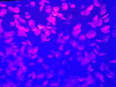 -波塞冬旅游度假区