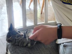 -海边的猫和咖啡馆
