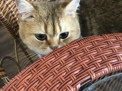 -蓝鲸·缅因猫舍