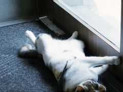 -Again Coffee Roaster(香蜜湖店)