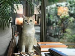 猫-咖法森林·咖啡  酒吧(天河店)