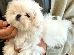 -翊宠yipet猫狗购宠庄园犬舍•猫舍