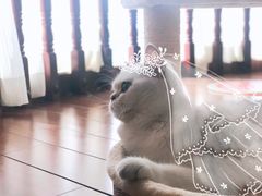-乐派堂宠物医院·猫友好· 心脏科(东街店)