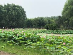 -东郊湿地公园