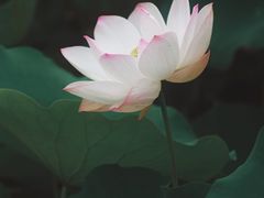 -陶辛水韵