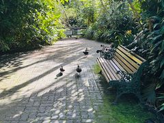 -EG Waterhouse Camellia Gardens Sutherland Shire