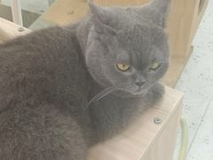 -喵园·猫主题咖啡厅·撸猫·猫咖(国贸店)