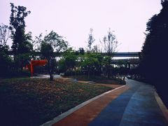 -神仙树公园