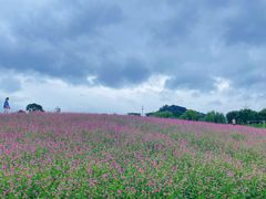 -径山花海