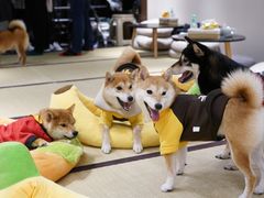 -逗柴咖啡屋·狗咖猫咖宠物桌游