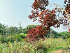 -福田红树林生态公园