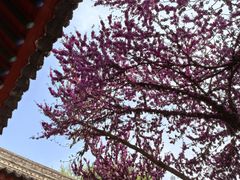 -万寿八仙宫