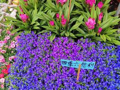 -桂林市花鸟市场