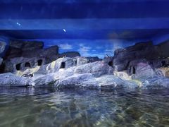 -暹罗海洋世界
