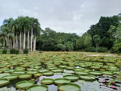 -中国科学院西双版纳热带植物园