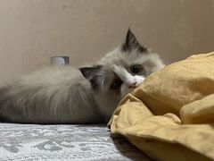 -贝康宠物医院·犬猫全科·小动物特色诊疗中心(东环路店)