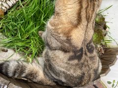 -喵屿·大理花园猫咖