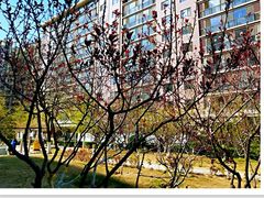 -东椰·海南椰子鸡火锅(朝阳门店)