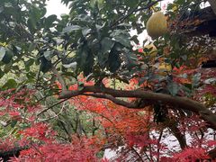 -龙井壹号·茶缘山景宴(龙井村店)