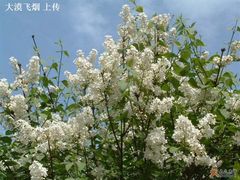 -西安青龙寺遗址景区