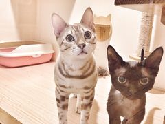 猫咪寄养房间-Double Rui宠物酒店