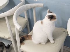 -喵的天空名猫咖啡馆·撸猫·猫舍·用品