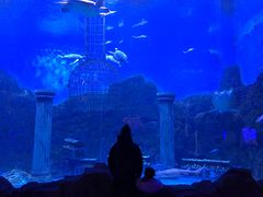 -芜湖新华联大白鲸海洋公园