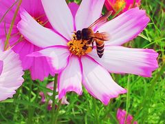 -亚龙湾国际玫瑰谷