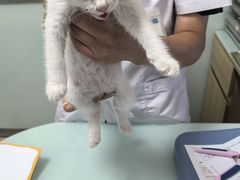 -宠福鑫康馨动物医院·骨科·眼科